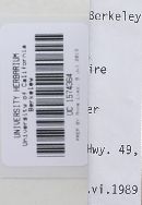 Melanoleuca melaleuca image