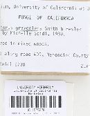 Hygrophorus graveolens image