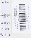 Hygrophorus graveolens image