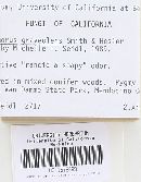 Hygrophorus graveolens image