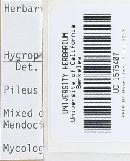 Media resource of Hygrocybe moseri
