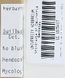 Thumbnail image of current specimen