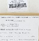 Helvella crispa image