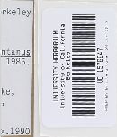 Lactarius scrobiculatus image