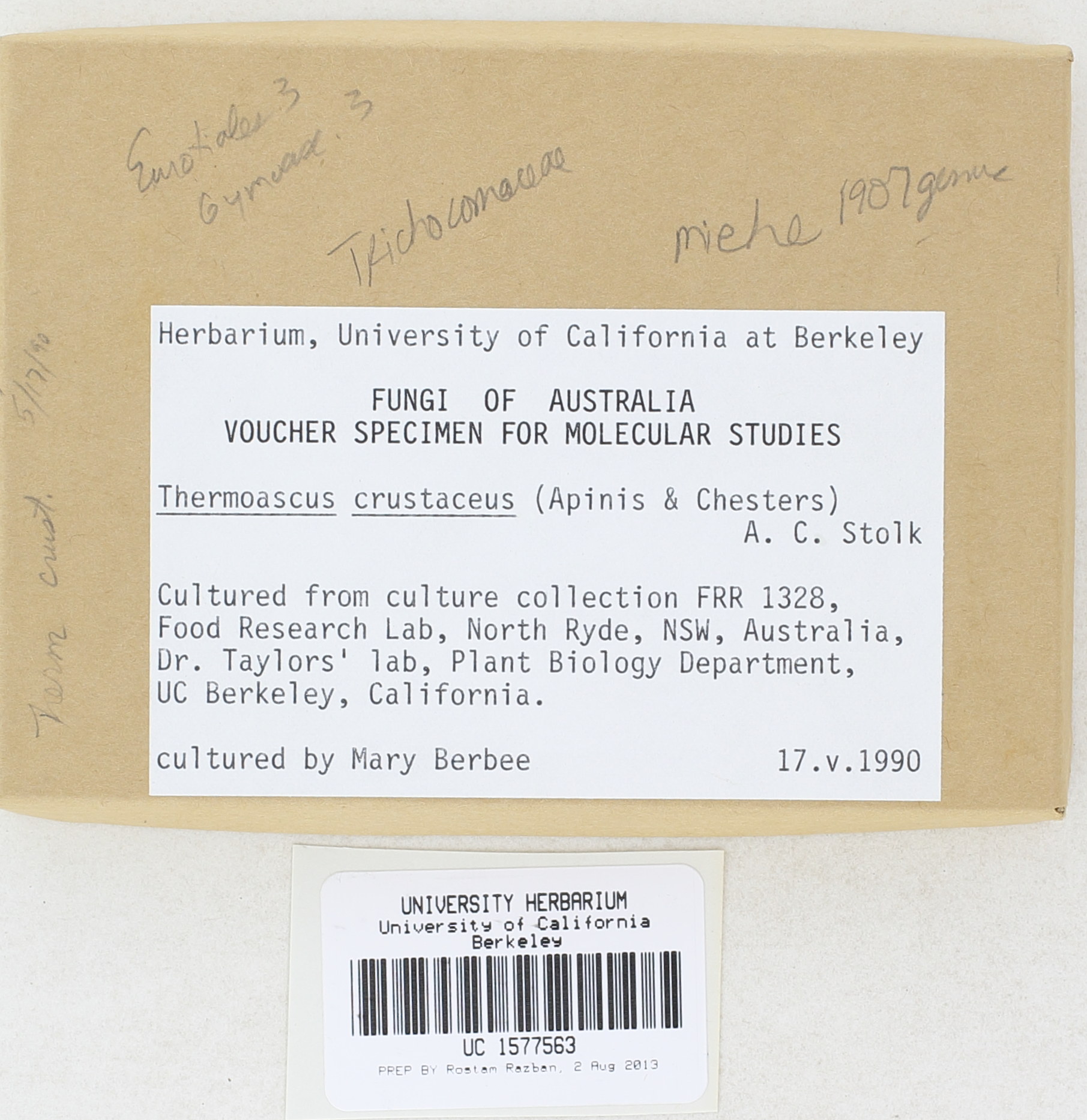 Thermoascus crustaceus