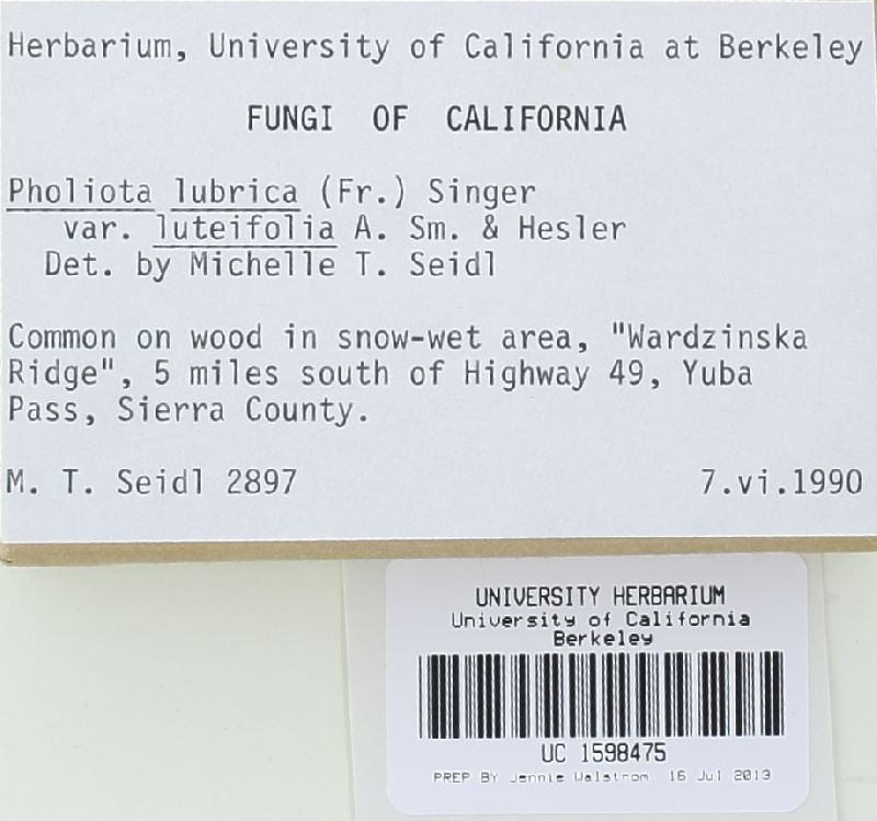 Pholiota lubrica image