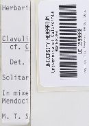 Clavulinopsis laeticolor image