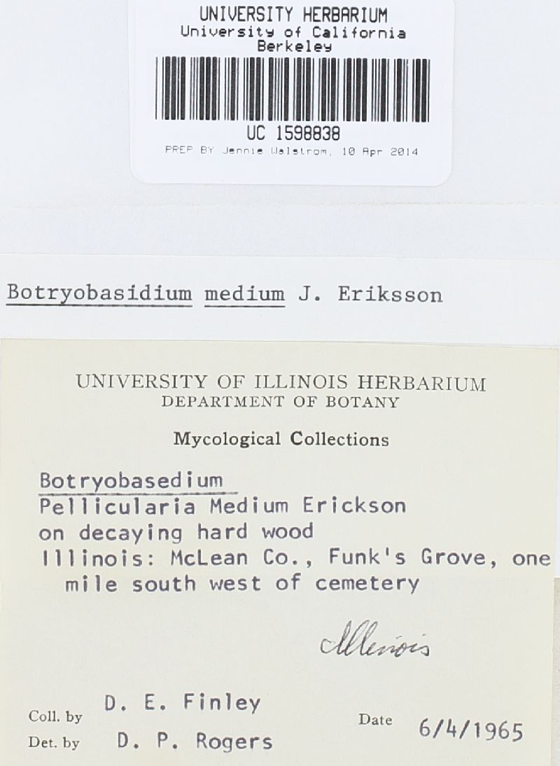 Botryobasidium medium image