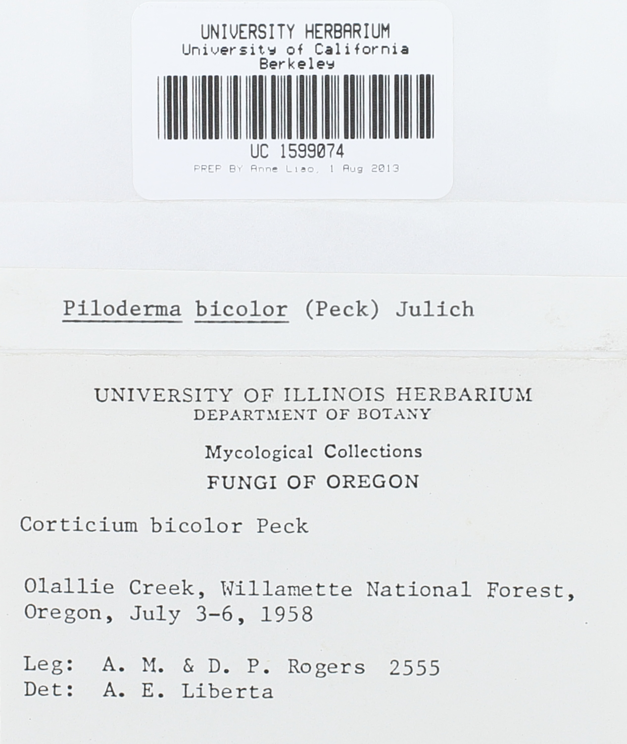Piloderma bicolor