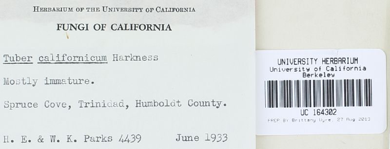 Tuber californicum image