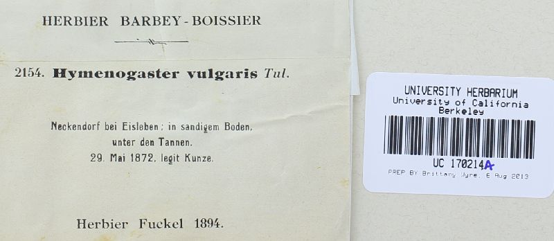 Hymenogaster vulgaris image