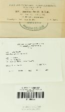 Aecidium peckii image