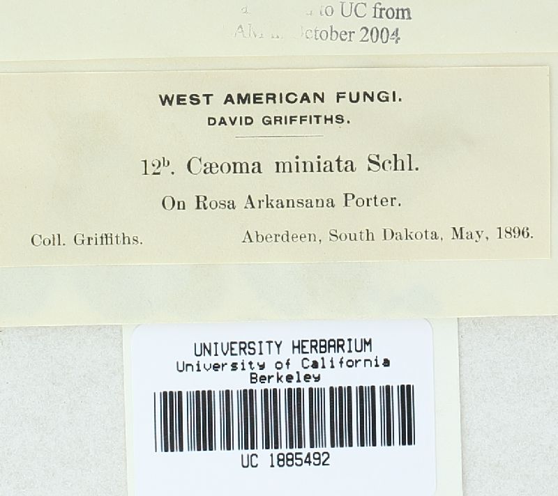 Caeoma miniatum image