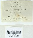 Media resource of Perenniporia fraxinophila