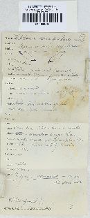 Hebeloma sericipes image