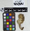 Hebeloma sericipes image