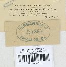 Cymadothea trifolii image