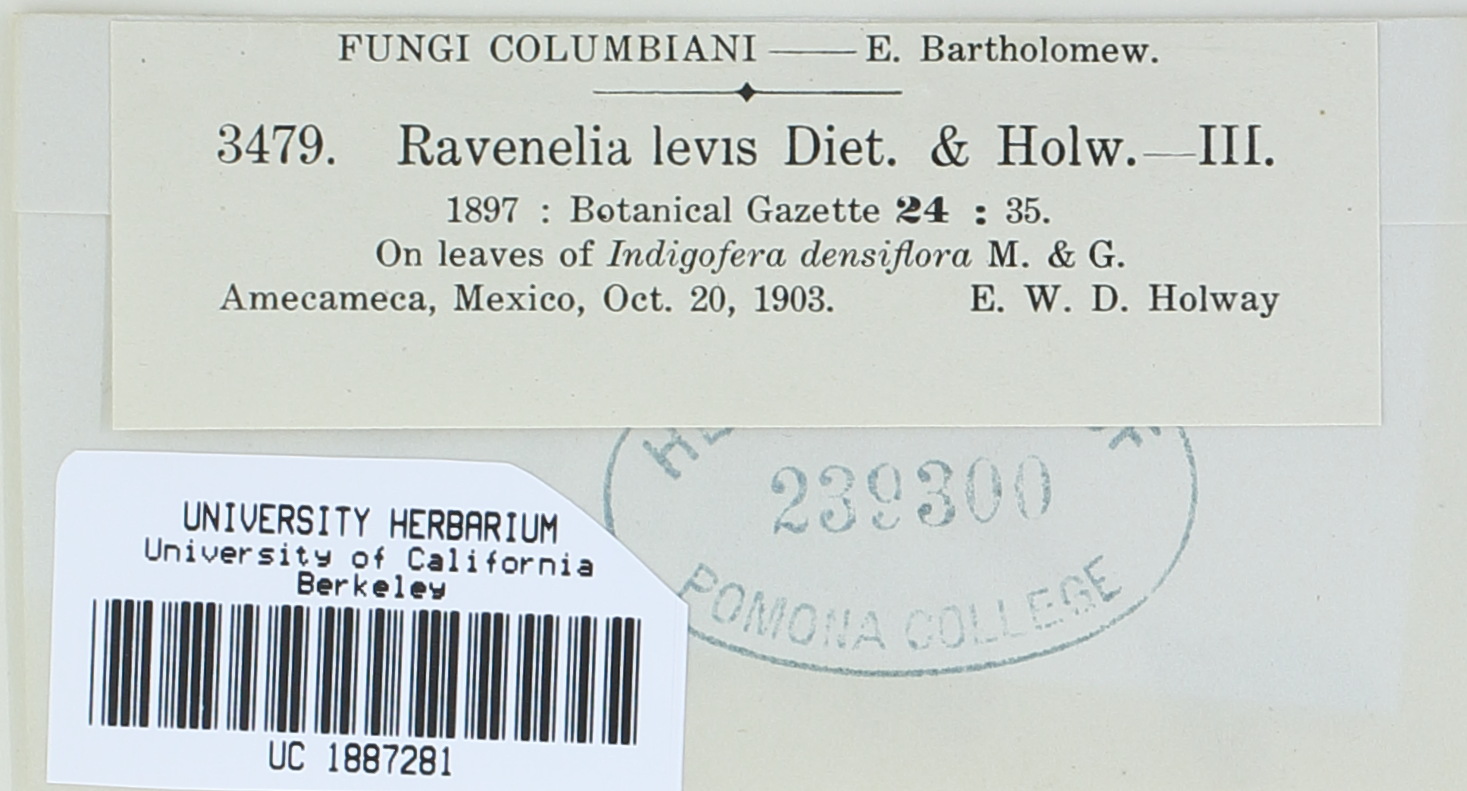 Ravenelia levis image