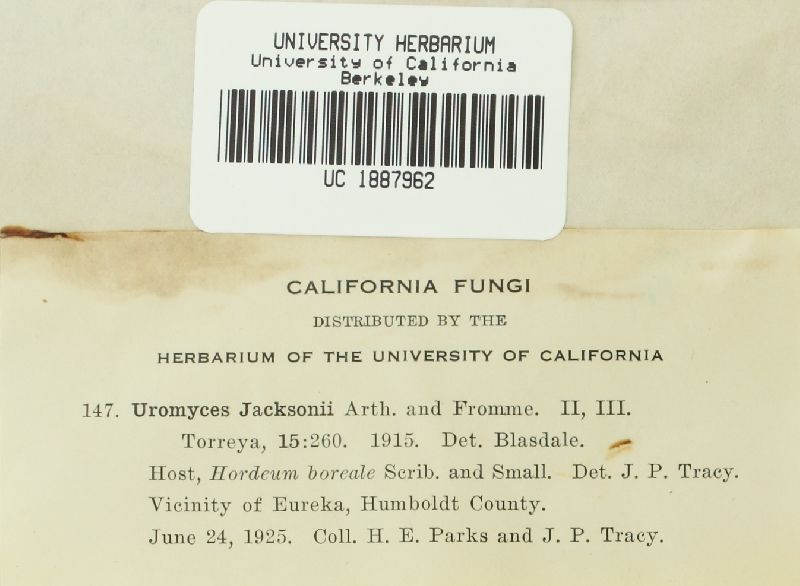 Uromyces jacksonii image