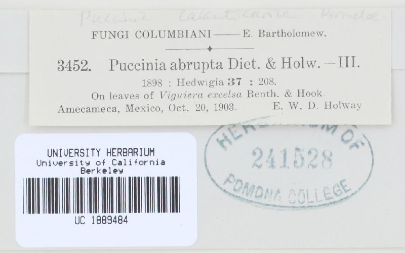 Puccinia calanticariae image