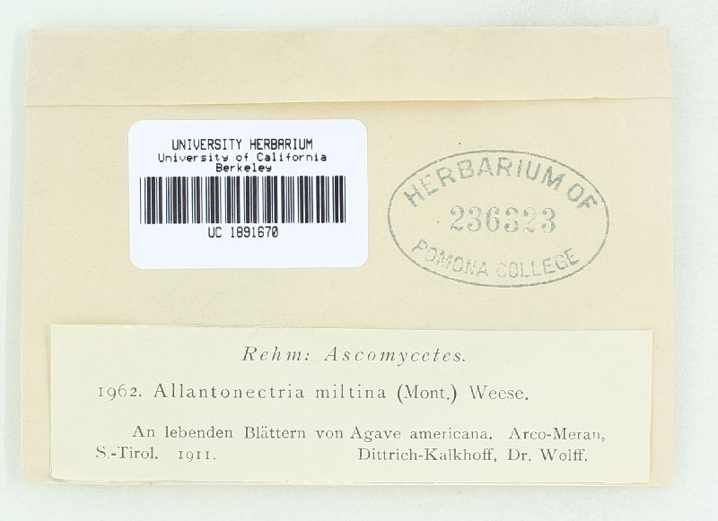 Allantonectria miltina image