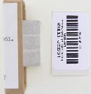 Hydnellum aurantiacum image