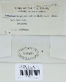 Thumbnail image of current specimen