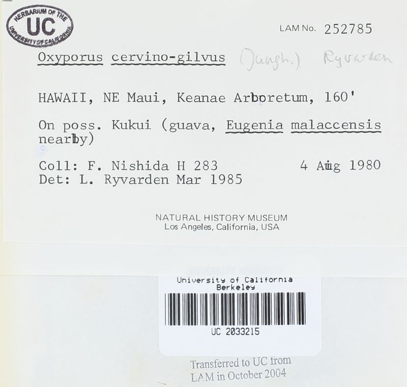 Oxyporus cervinogilvus image