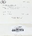 Mycena galericulata image