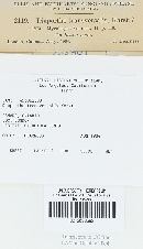 Diaporthe transversalis image