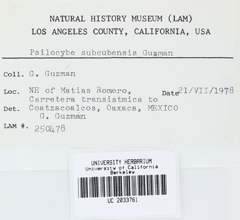 Psilocybe subcubensis image