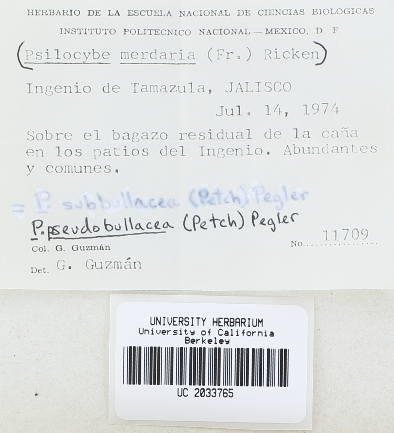 Psilocybe pseudobullacea