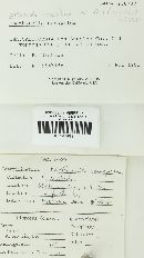 Parasola conopilus image