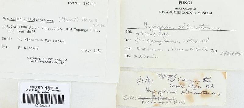 Hygrophorus albicastaneus image