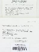 Mucronella bresadolae image