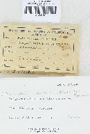 Trichaptum abietinum image