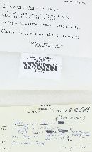 Polyporus varius image