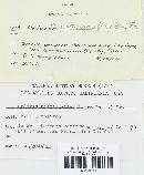 Podaxis pistillaris image