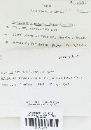 Agaricus arvensis image