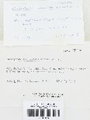 Thelephora terrestris image