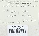 Trichaptum byssogenum image