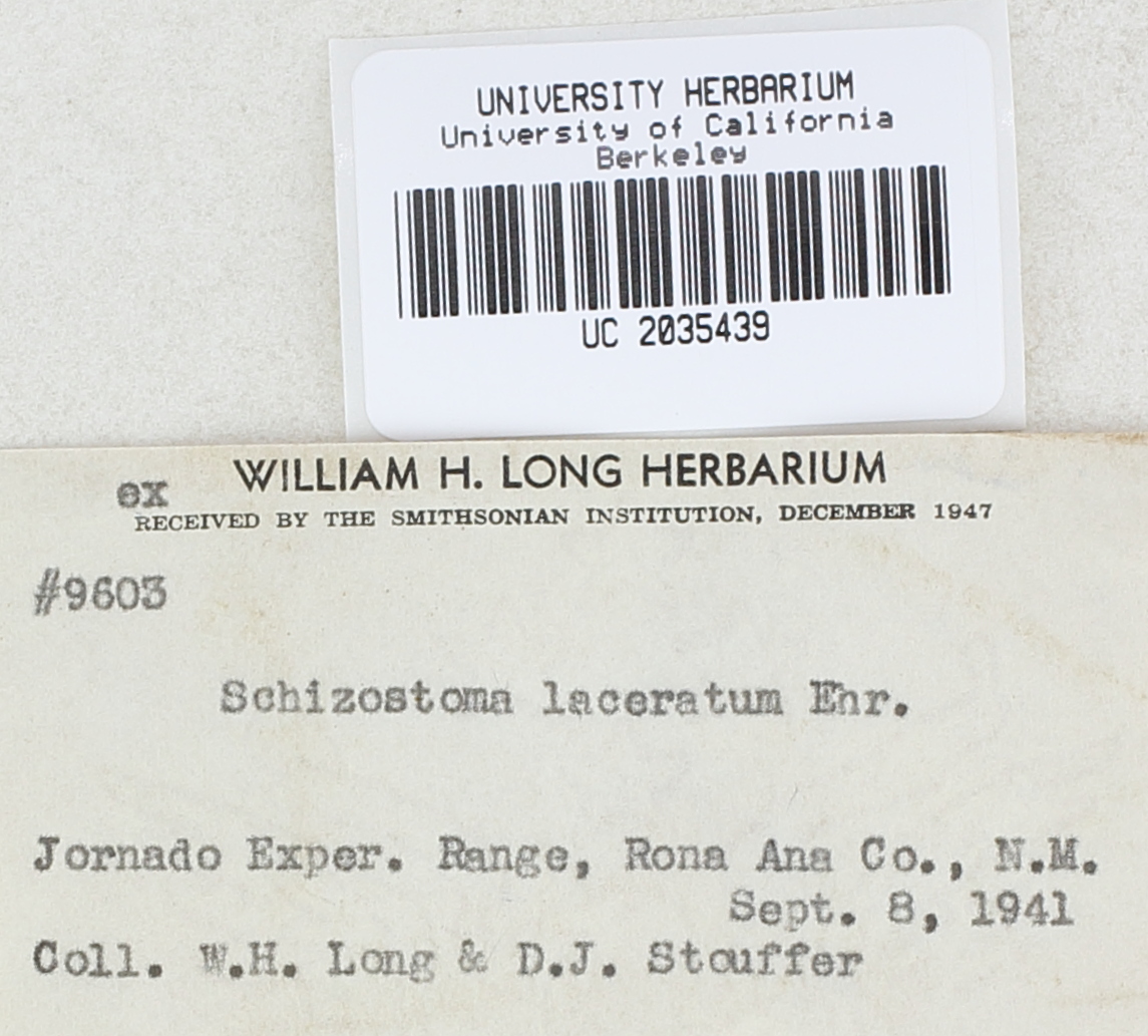 Schizostoma laceratum thumbnail