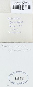 Agaricus bisporus image