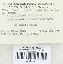 Pseudochaete tabacina image