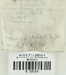 Podaxis pistillaris image