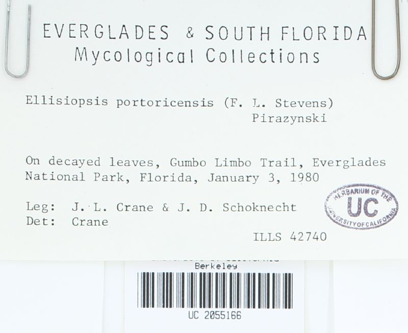 Beltraniella portoricensis image