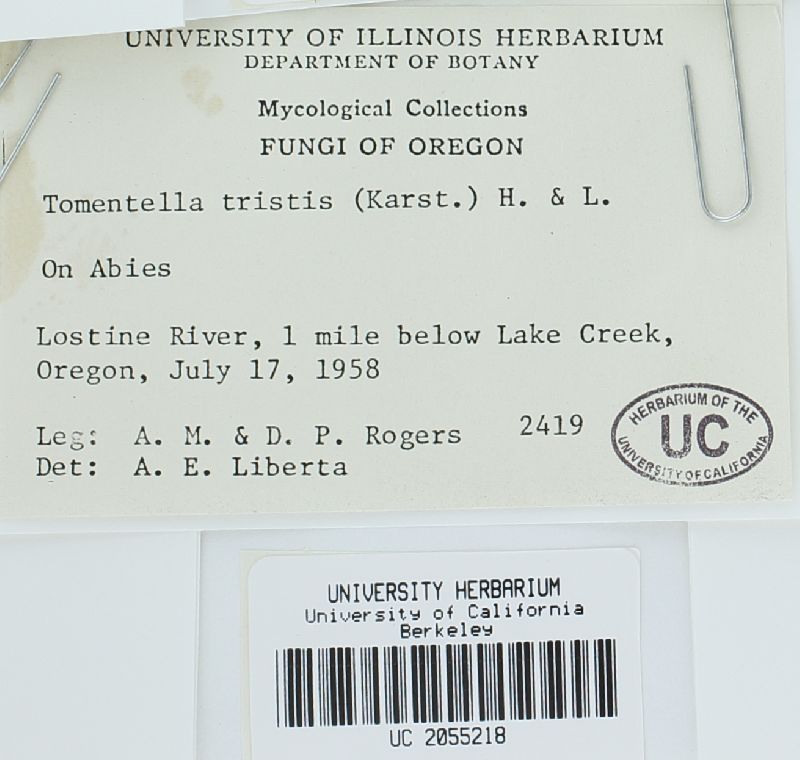 Pseudotomentella tristis image