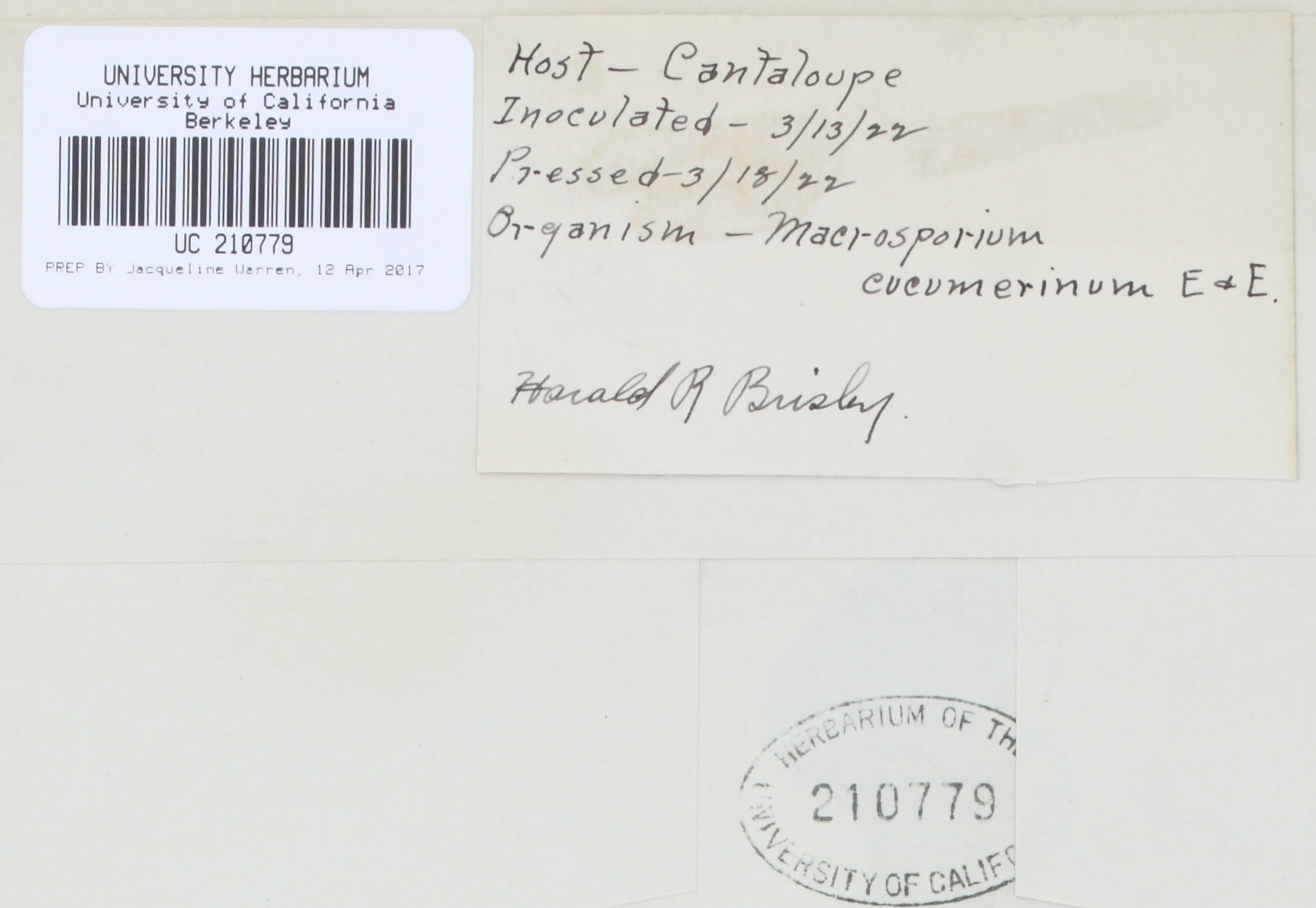 Alternaria cucumerina thumbnail