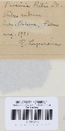 Puccinia ribis image