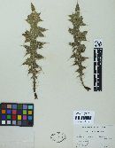 Puccinia cnici image